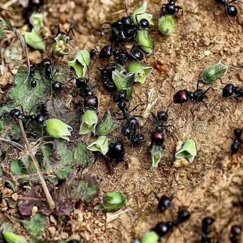 Дезинфекция от муравьев
